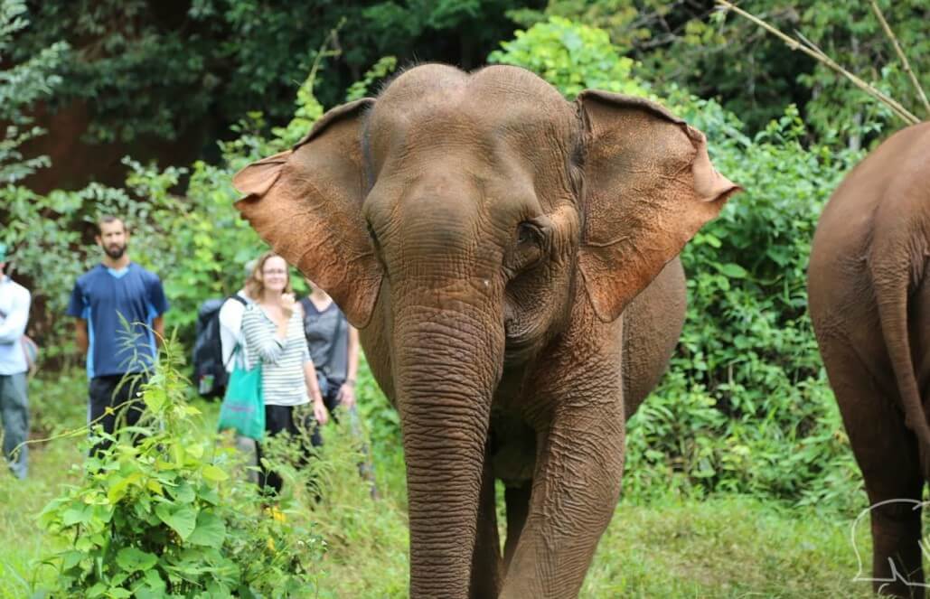 Volunteer with elephants in Cambodia